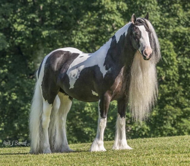 Stillwater Farm: This is What We Do Best - Gypsy Vanner Horses ...