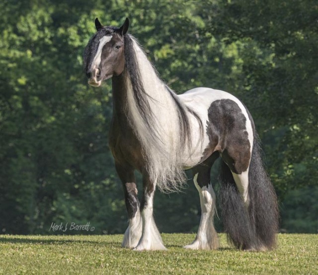 Stillwater Farm: Our Horses - Gypsy Vanner Horses - Cashiers, North ...