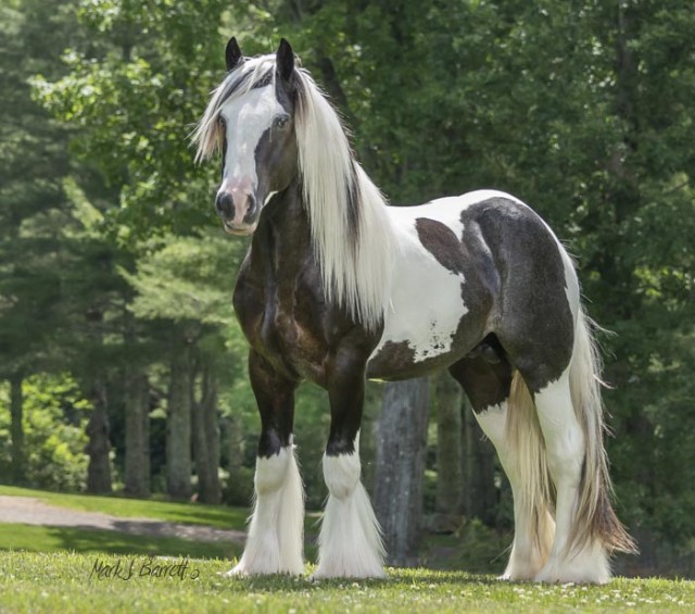 Stillwater Farm: Our Horses - Gypsy Vanner Horses - Cashiers, North ...